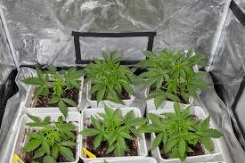 Exploring Marijuana Seeds Texas A Comprehensive Guide
